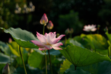 Obraz premium Pink and white lotus flower cheerful blooming in natural park. Sacred lotus, Indian lotus, Nelumbo nucifera.