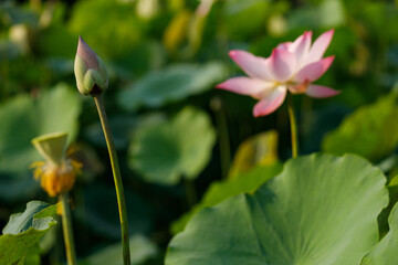 Pink and white lotus flower cheerful blooming in  natural park. Sacred lotus, Indian lotus, Nelumbo nucifera.