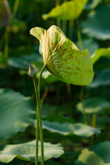 Pink and white lotus flower bud in  natural park. Sacred lotus, Indian lotus, Nelumbo nucifera.