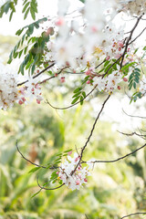 Pink shower or wishing tree cheerful blooming in natural park. Cassia bakeriana.