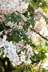 Pink shower or wishing tree cheerful blooming in natural park. Cassia bakeriana.