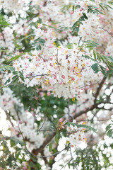 Pink shower or wishing tree cheerful blooming in natural park. Cassia bakeriana.