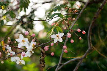 Pink shower or wishing tree cheerful blooming in natural park. Cassia bakeriana.