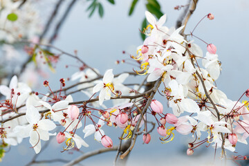 Pink shower or wishing tree cheerful blooming in natural park. Cassia bakeriana.