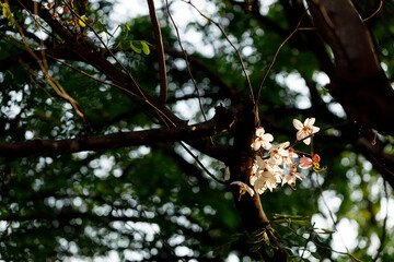 Pink shower or wishing tree cheerful blooming in natural park. Cassia bakeriana.
