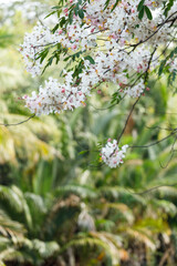 Pink shower or wishing tree cheerful blooming in natural park. Cassia bakeriana.