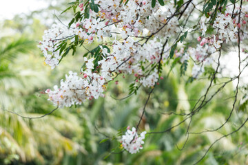 Pink shower or wishing tree cheerful blooming in natural park. Cassia bakeriana.