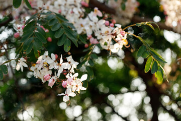 Pink shower or wishing tree cheerful blooming in natural park. Cassia bakeriana.