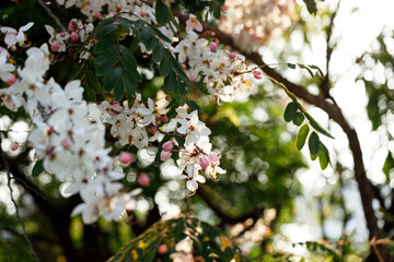 Pink shower or wishing tree cheerful blooming in natural park. Cassia bakeriana.