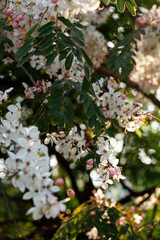 Pink shower or wishing tree cheerful blooming in natural park. Cassia bakeriana.
