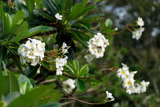 White and Yellow Plumeria or Frangipani cheerful blooming in natural park. Apocynaceae, Temple Tree, Graveyard Tree.