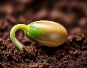 Seedling emerges from dark soil showcasing the beginning stages of plant growth in a natural environment