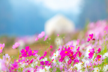 Fototapeta premium Beautiful cosmos flowers in the garden for background.