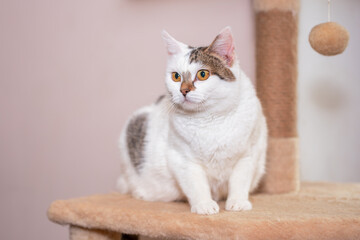 Charming cat exploring a cozy shelter environment with playful curiosity