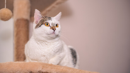 Charming cat exploring a cozy shelter environment with playful curiosity