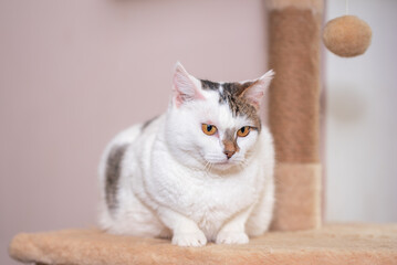 Charming cat exploring a cozy shelter environment with playful curiosity