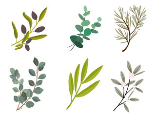 Vector design elements collection of plant green forest, green art leaves natural herb in silhouette beauty decoration elegant illustration for design.
