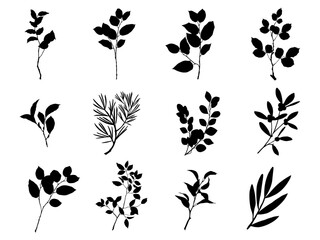 Vector design elements collection of plant green forest, green art leaves natural herb in silhouette beauty decoration elegant illustration for design.