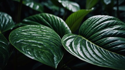 Obraz premium A stunning closeup view of natural leaves, showcasing a rich dark green texture that embodies tropical beauty.