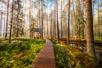 A wooden walking misty path in Bor na Czerwonem nature reserve in Nowy Targ in Poland