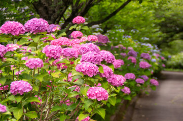 梅雨、夏、初夏、ピンクのあじさい