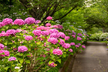 梅雨、夏、初夏、ピンクのあじさい