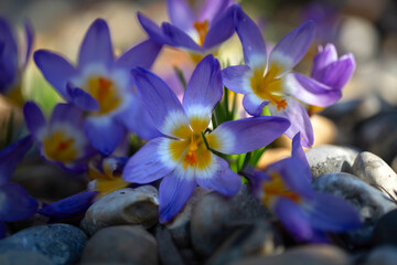 Closeup of flowers of Crocus sieberi subsp. sublimis 'Tricolor' in a garden in spring © Chris Lawrence