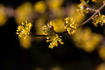 Closeup of flowers of Japanese cornelian cherry (Cornus officinalis) in a garden in spring