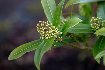 Closeup of flower buds of Skimmia × confusa 'Kew Green' in a garden in spring