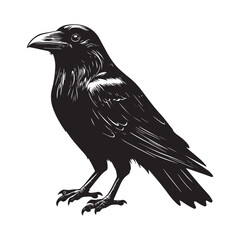 Fototapeta premium Hand drawn black raven crow vector illustration clipart