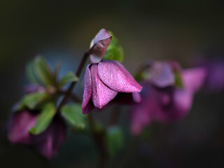 Closeup of flowers of hybrid Lenten rose (Helleborus × hybridus) in a garden in spring © Chris Lawrence