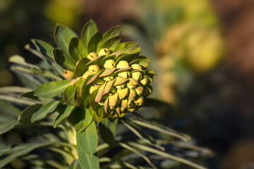 Fototapeta premium Closeup of flowers of Euphorbia characias subsp. wulfenii in a garden in Spring against a dark background