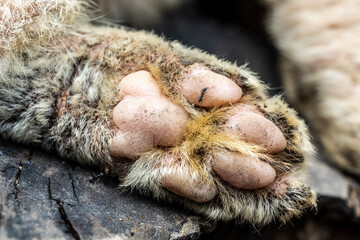 Sick cat's paw in close up
