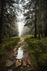 Obraz premium Liptov region hiking in jasna in Low Tatras mountains landscape, slovakia.