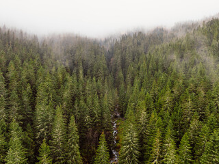 Aerial top view of summer green trees in forest mountain  in Slovakia. Drone