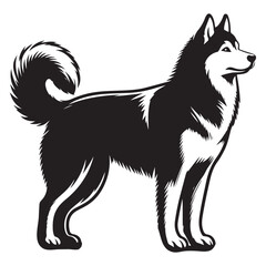 Majestic Siberian Husky Illustration Breed with Fur and Strong Stance