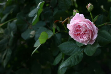 花の女王