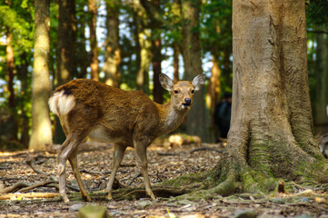 秋の奈良公園の鹿