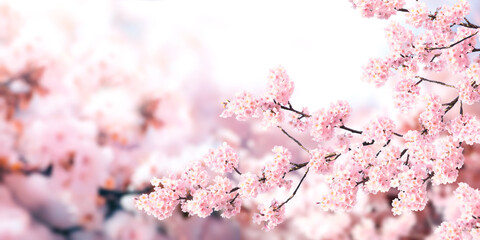 Horizontal banner with sakura flowers of pink color on sunny backdrop. Beautiful nature spring background with a branch of blooming sakura. Sakura blossoming season in Japan