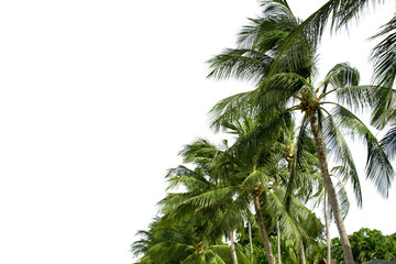 A row of palm trees with their leaves spread out in the wind