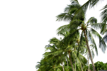 A row of palm trees with their leaves spread out in the wind