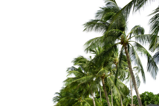 A row of palm trees with their leaves spread out in the wind