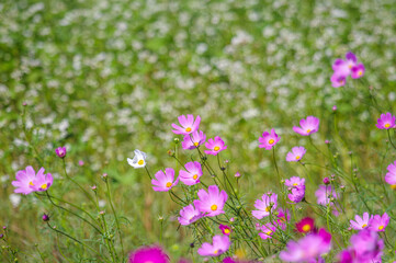 コスモス畑と蕎麦畑の花