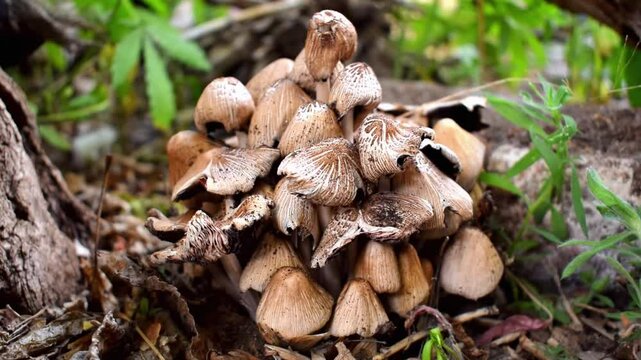 Close-up of Amanita phalloides, death cap, group of deadly poisonous fungus, dangerous mushroom in forest