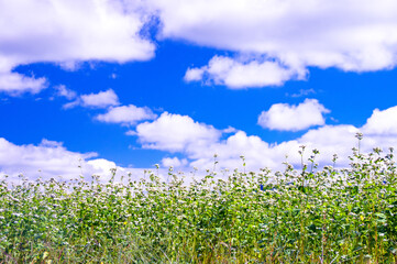 収穫の秋、秋空のした、そば畑の蕎麦の花