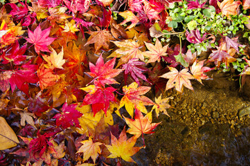 秋、水に浮かぶ紅葉したモミジの葉