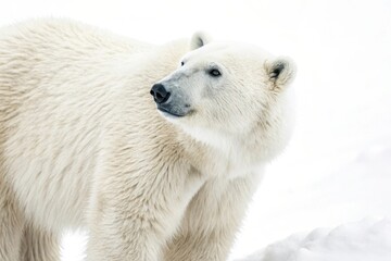 Majestic polar bear roaming the icy expanse of the Arctic during a serene winter afternoon in search of food. Generative AI