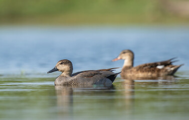 Pair of Gadwal Ducklings 