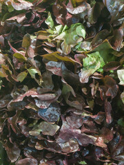 Stack Red leaves of lettuce in supermarket. Close-up of fresh vegetarian food.