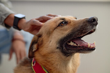 Portrait of happy mixed breed dog sitting indoors with mouth slightly open enjoying being petted by...